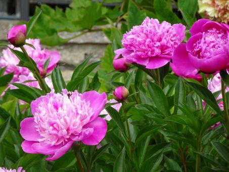 gorgeous peonies - Free Stock Photo