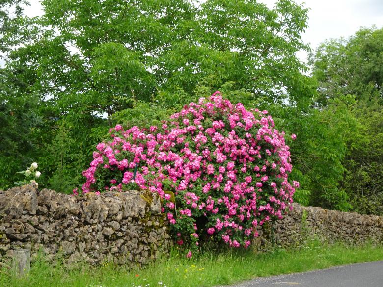 Free stock image of big rose shrub on an ancient stone wall created by GAIMARD Jacques