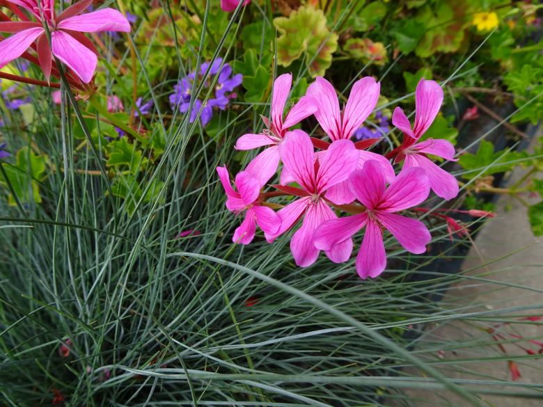 Free stock image of in a public garden... created by GAIMARD Jacques