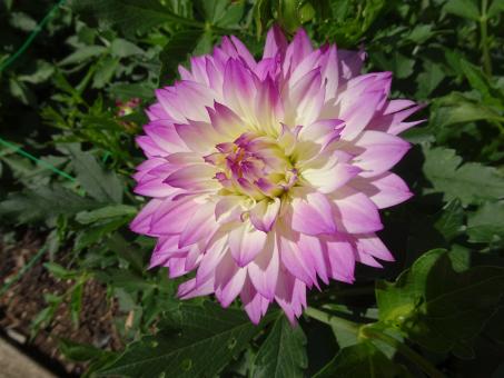 dahlia - Free Stock Photo