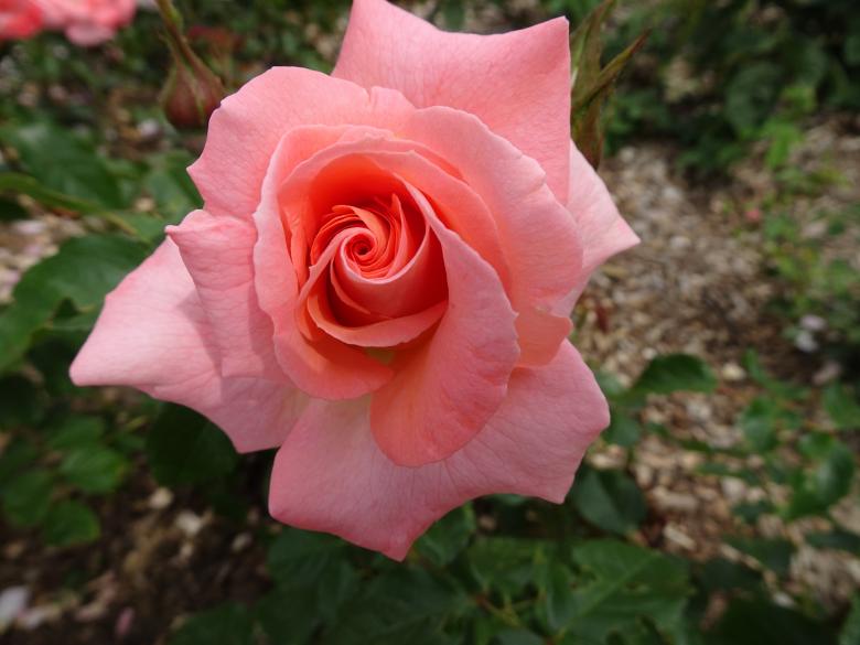 Free stock image of perfectly shaped pink rose created by GAIMARD Jacques