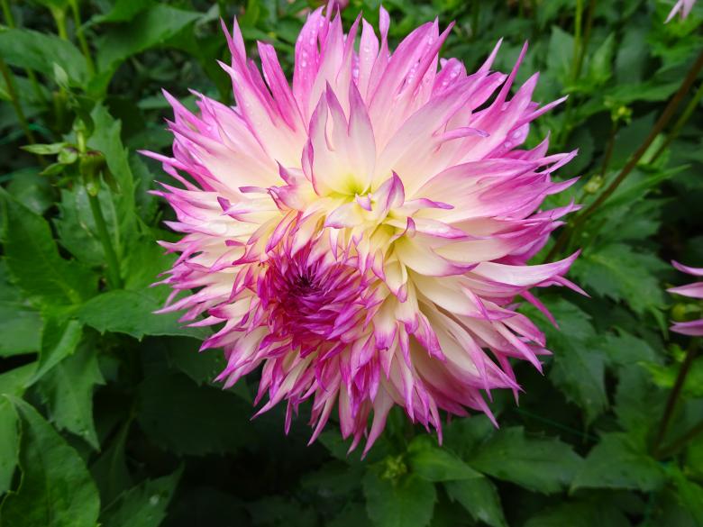 Free stock image of yellow-white dahlia with pink tips created by GAIMARD Jacques