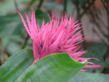 tropical plant in a greenhouse - Free Stock Photo