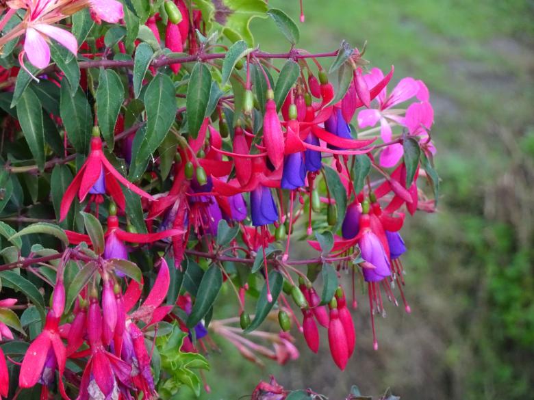 Free stock image of blue and pink fuchsias created by GAIMARD Jacques