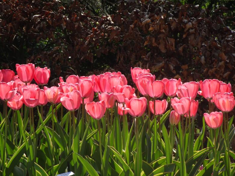 Free stock image of great tulips created by GAIMARD Jacques