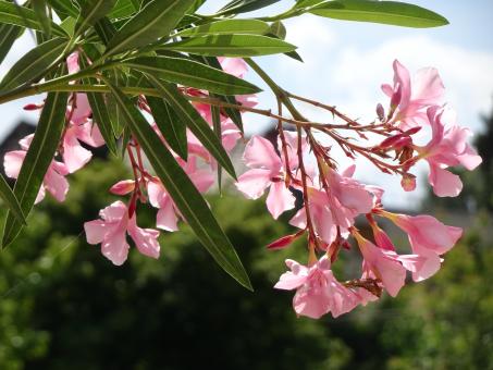 Free Stock Photo of pink oleander