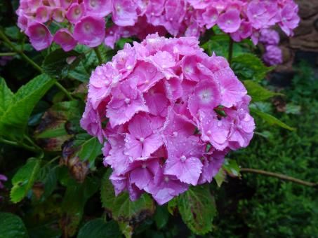 Free Stock Photo of pink dianthus
