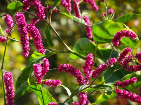 Free Stock Photo of strange but beautiful bush