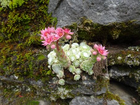 Blooming succulent - Free Stock Photo