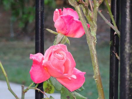 Free Stock Photo of Unusual rose close-up