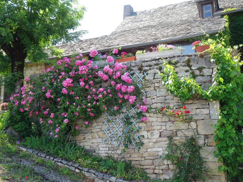 Free stock image of creeping rose shrub on a dry stones wall created by GAIMARD Jacques