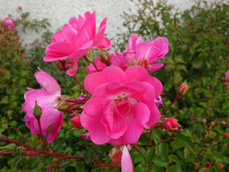 Free stock image of blooming pink roses shrub created by GAIMARD Jacques