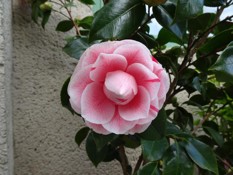 Free stock image of pink and white camellia close-up created by GAIMARD Jacques