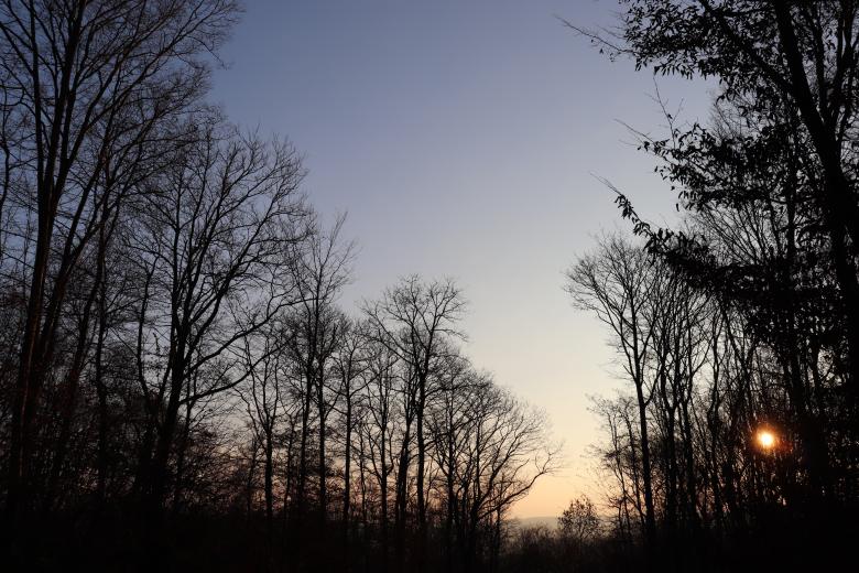 Free stock image of Winter's tree silhouette during sunrise... created by GAIMARD Jacques