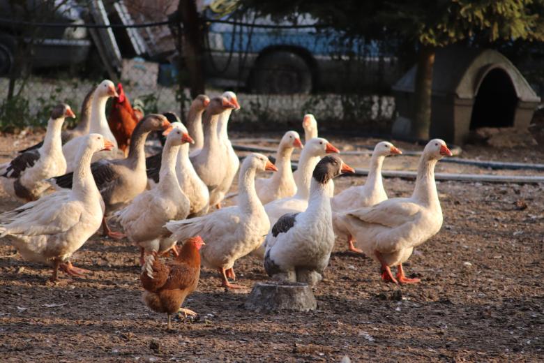 Free stock image of one-two ! one-two ! Goose-stepping in the farm !!! created by GAIMARD Jacques