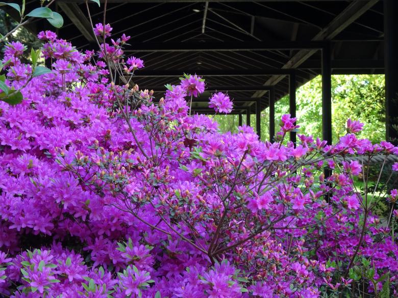 Free stock image of Huge spring azalea in a public garden created by GAIMARD Jacques