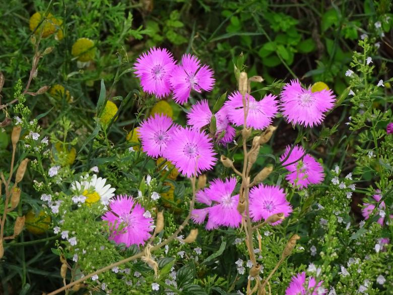 Free stock image of Mauve dianthus created by GAIMARD Jacques