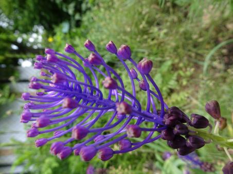 Free Stock Photo of Strange and fascinating fishbone flower's bud