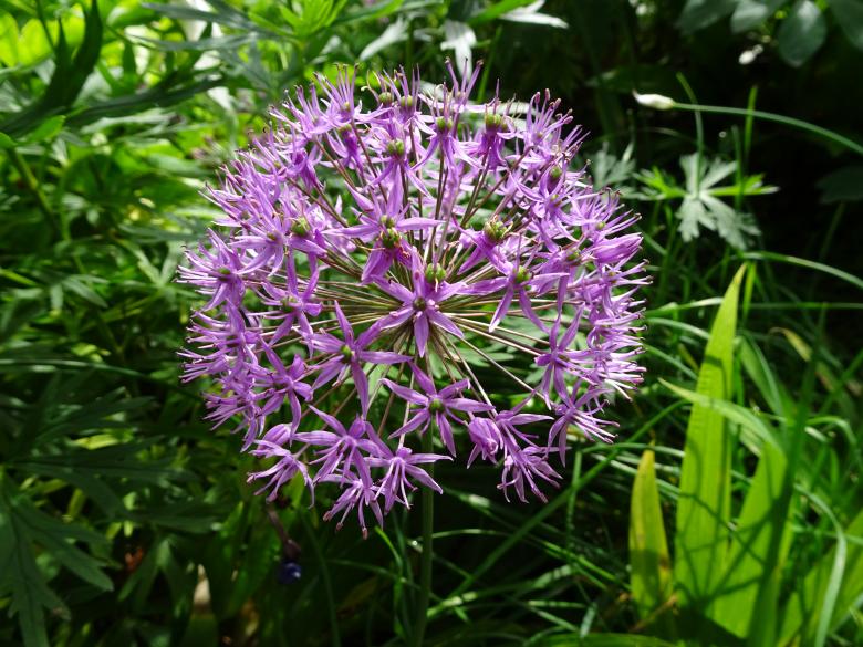 Free stock image of Ornemental garlic flower's explosion created by GAIMARD Jacques