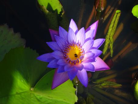 Free Stock Photo of Tropical water lily