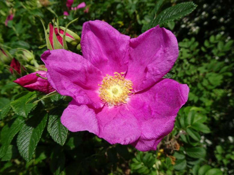 Free stock image of Mauve "flat" rose flower created by GAIMARD Jacques