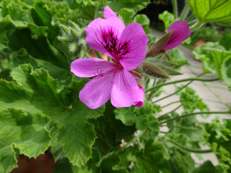 Free stock image of Geranium flower close-up (on top, it smells good !!) created by GAIMARD Jacques