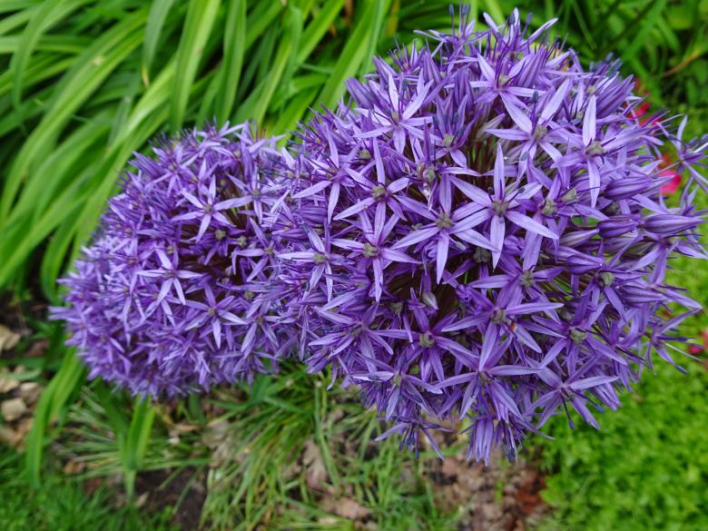 Free stock image of Blooming ornemental garlic created by GAIMARD Jacques