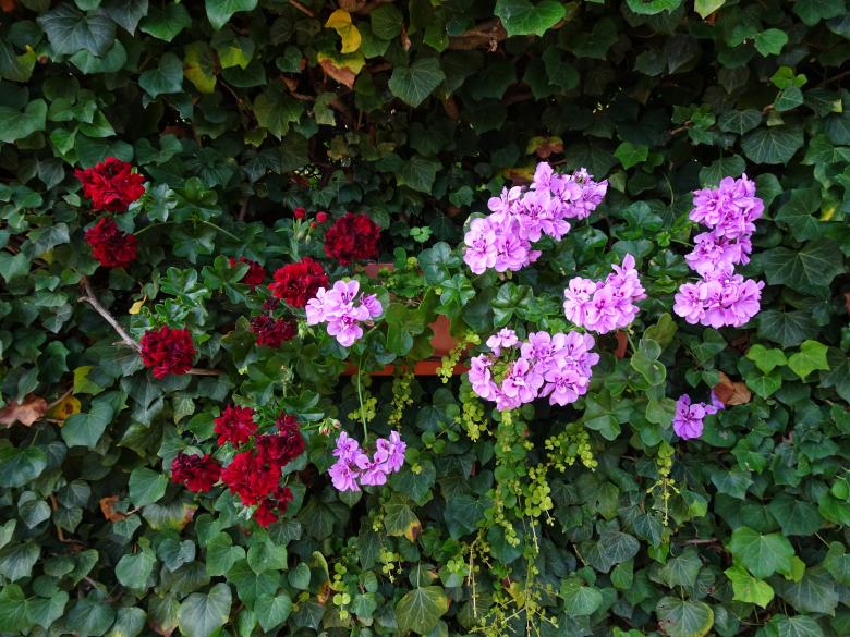 Free stock image of Dark red and mauve geraniums created by GAIMARD Jacques
