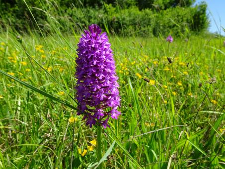 Little orchid in the prairie - Free Stock Photo