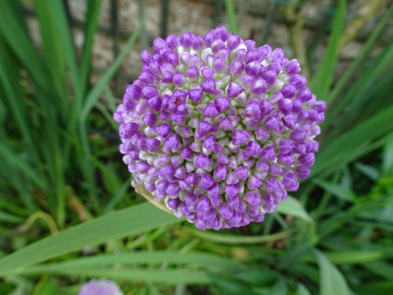 Free stock image of Ornamental garlic flower bud created by GAIMARD Jacques