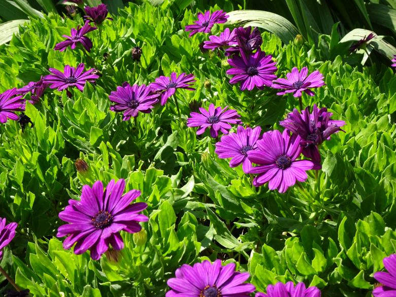 Free stock image of A nice color created by GAIMARD Jacques