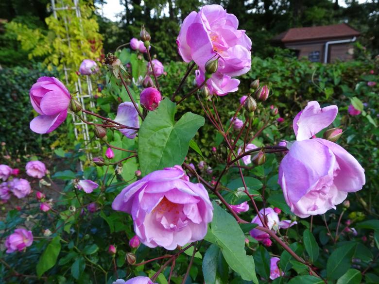 Free stock image of The famous "blue" rose created by GAIMARD Jacques