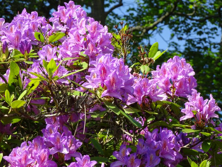 Free stock image of Gorgeous Rhododendron in May created by GAIMARD Jacques