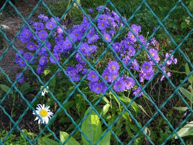 Free stock image of Beauty behind the wire grid created by GAIMARD Jacques