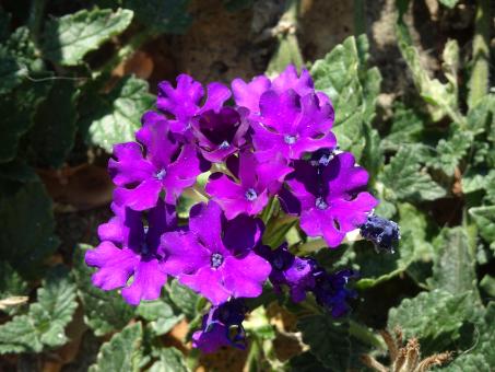 Dark mauve flowers in a garden - Free Stock Photo