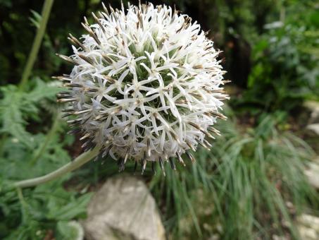 Close-up of beautiful garlic flower - Free Stock Photo