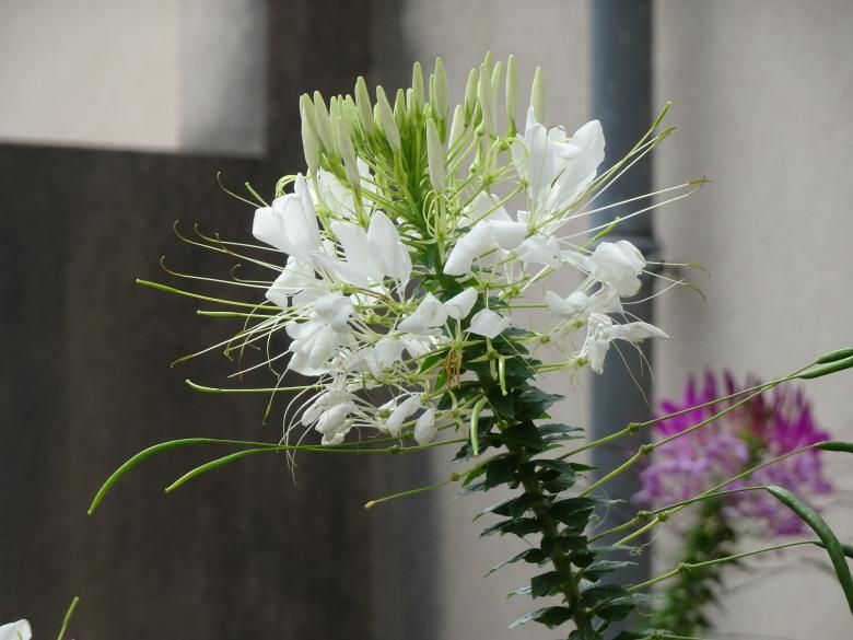 Free stock image of close-up on a garden's beauty created by GAIMARD Jacques