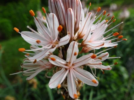 Free Stock Photo of Another nature's beauty...