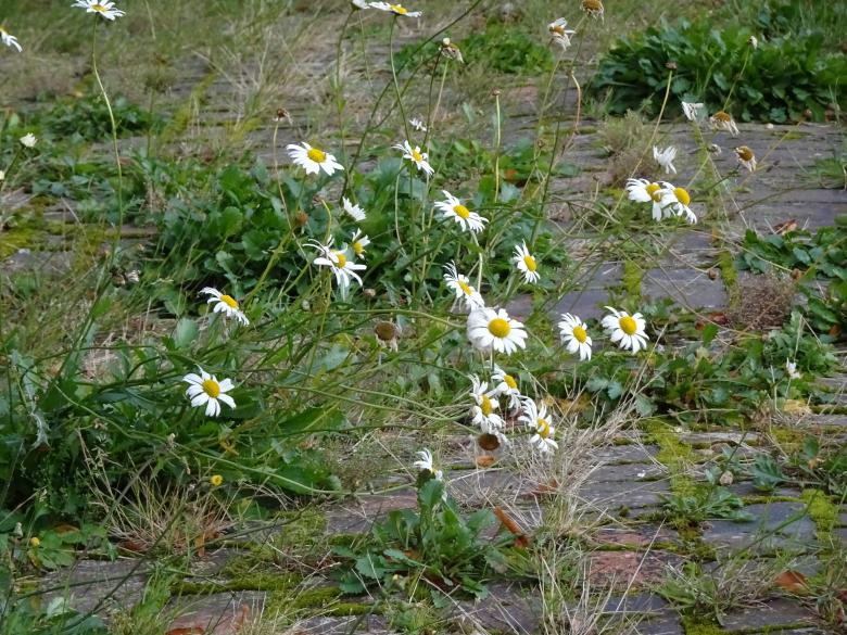 Free stock image of Daisies growing in an abandoned road created by GAIMARD Jacques