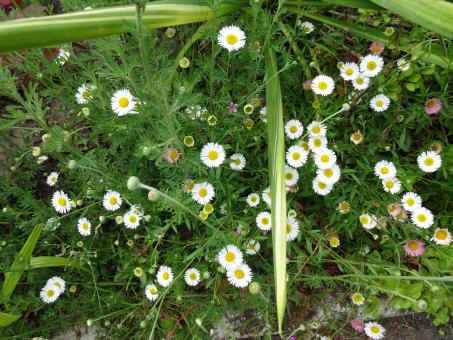 Free Stock Photo of an explosion of daisies !