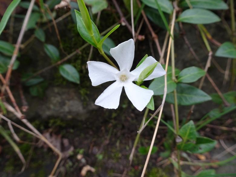 Free stock image of Creeping plant with its flower created by GAIMARD Jacques