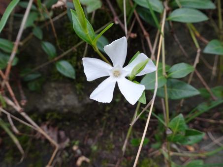 Free Stock Photo of Creeping plant with its flower