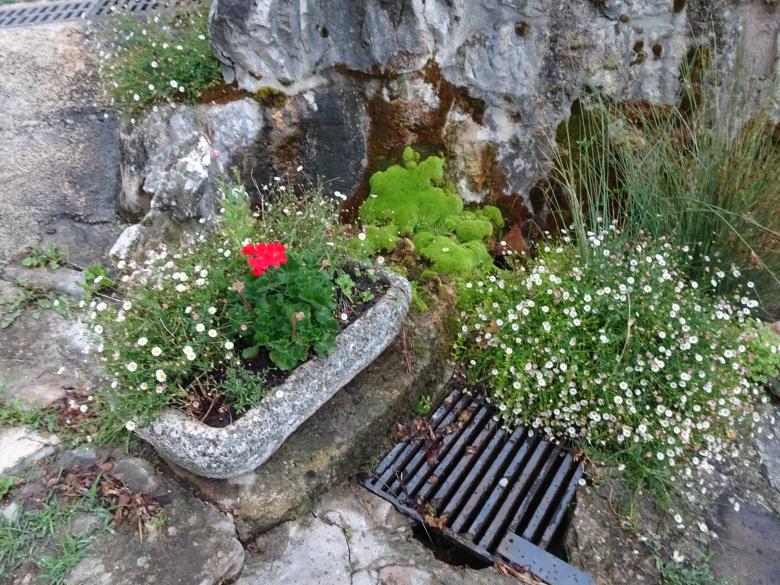 Free stock image of Tiny white flowers in a middle-age construction created by GAIMARD Jacques