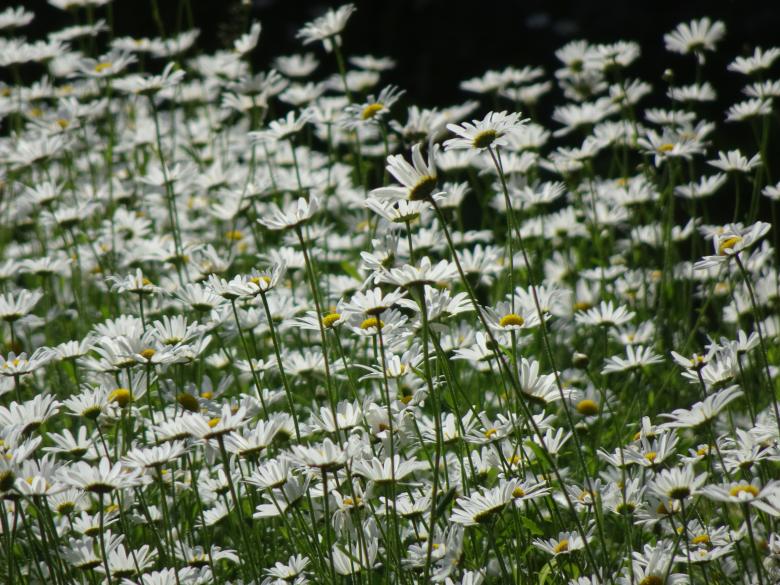 Free stock image of Hundreds of daisies created by GAIMARD Jacques