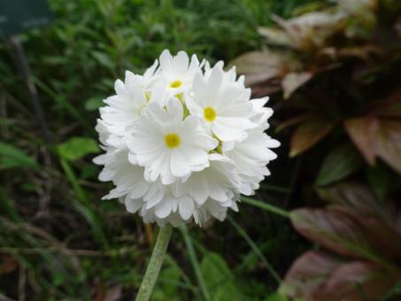 Free Stock Photo of white flowers 