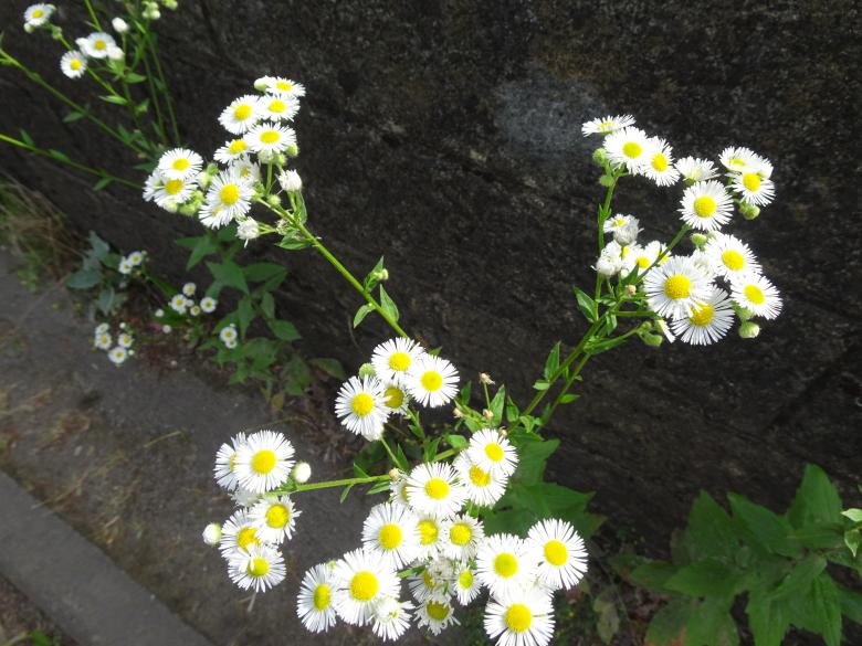 Free stock image of Could you count the petals ? created by GAIMARD Jacques