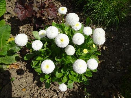 Free Stock Photo of Small daisies with double flowers