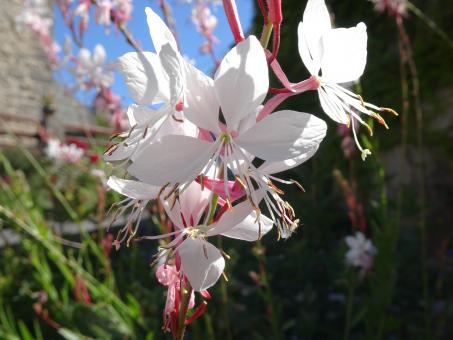 Superb flower in a public garden - Free Stock Photo