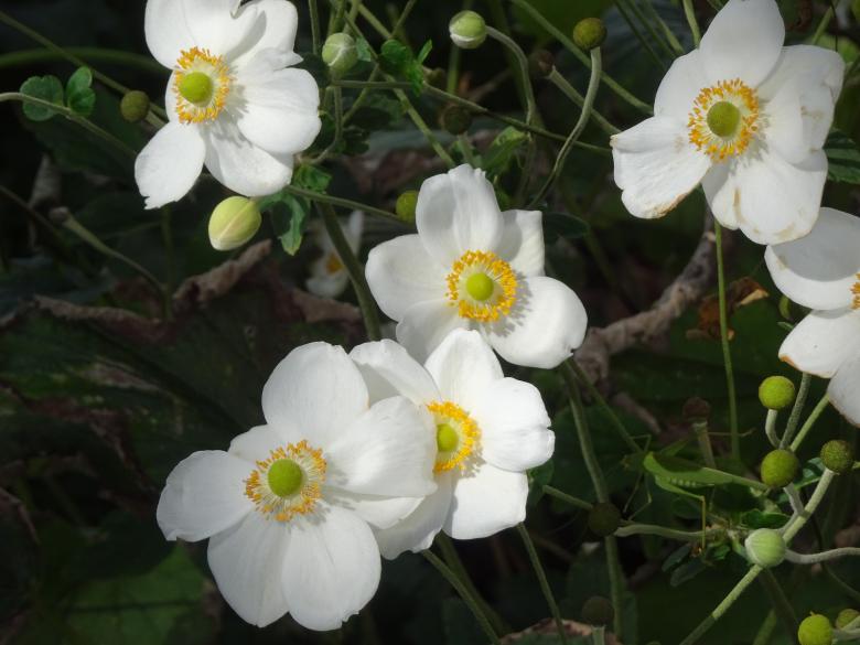 Free stock image of White anemones with a yellow heart created by GAIMARD Jacques