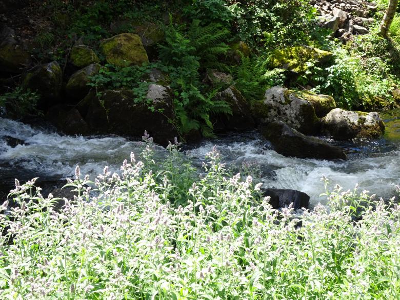 Free stock image of Mint flowers with babbling brook in background created by GAIMARD Jacques